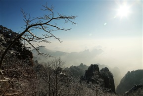 黄山一树峰