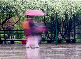 雨中木香花