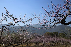 桃花盛开的地方