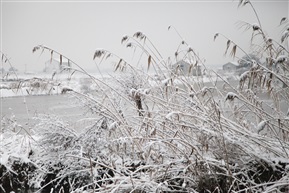 芦花与雪花的约会