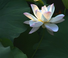 水芙蓉