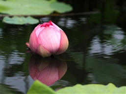 出水荷花