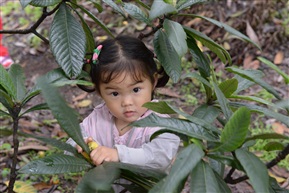 偷枇杷的小美女！