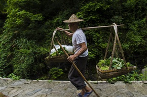 种甘薯去