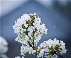 梨花带雨