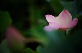 荷