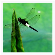蜻蜓3