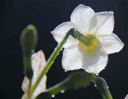 花中仙子