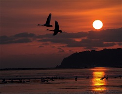 天鹅湖晨曦