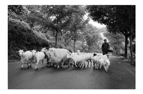 马路上的羊群