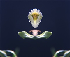 对称