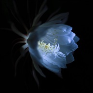 昙花3