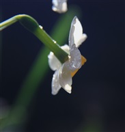 花仙子