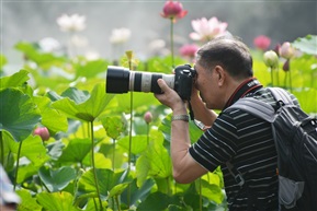 荷花池畔