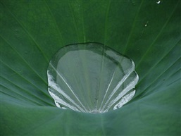 雨露