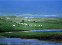 《青海风光》