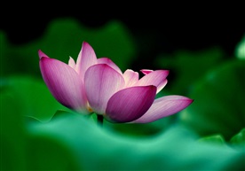 荷