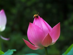 蜂花恋