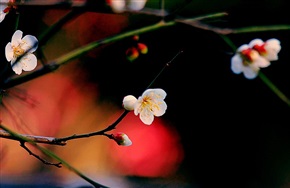 梅花图