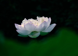 荷