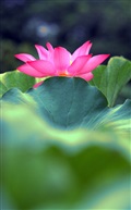 荷