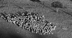 集体行动的羊群