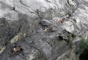 印象加拿大：岩羊初识贾斯伯