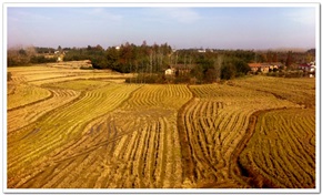 田野