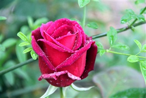 花蕾