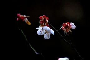 先闻梅花