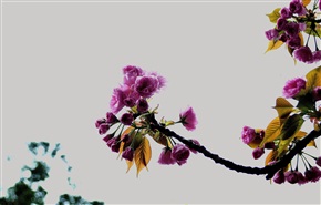 别开生面看樱花