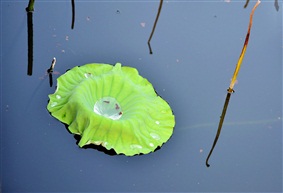 水结姻缘