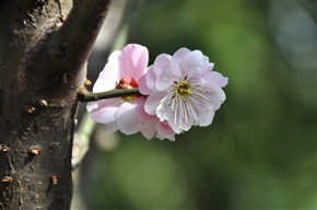 老树开嫩花2