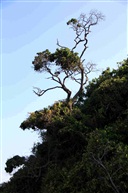 不管东南西北风咬定岩石不放松