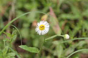 《一花一世界》