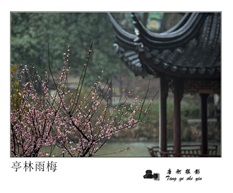 亭林雨梅