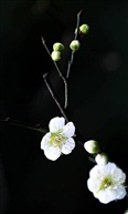 梅花