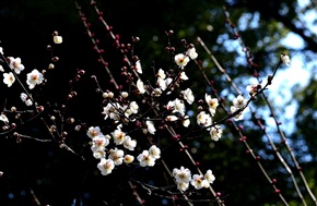 群花争艳