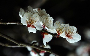 梅