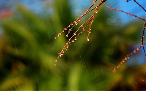 春雨水珠挂树梢