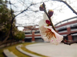 春到梅花开