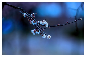 《报春》
