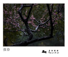 报春