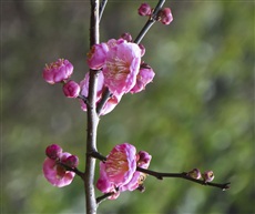 梅花三