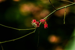 桃花时节