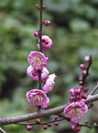 梅花二