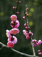 梅花