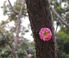 梅花九