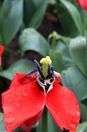 残花