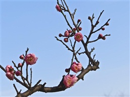 梅花五